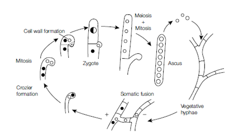 893_Reproduction in the dikarya  Ascomycota 1.png